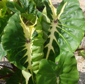 La Colocasia Colocasia%20esculenta%20'White%20Lava'