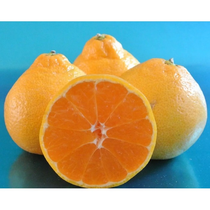 Mandarine Satsuma, Miho Wase (Disponible en Mai ou Juin 2024)