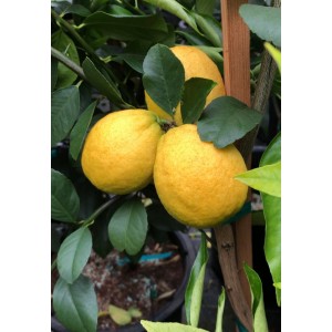 Citron 'New Zealand Lemonade' (Disponible en Mai ou Juin 2022)
