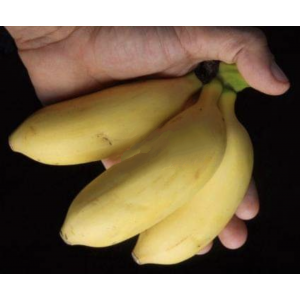 Bananier Musa Apple / Manzano  