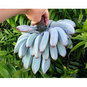 Bananier Musa Blue Java  (Disponible en Mai ou Juin 2023)
