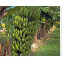 Banana tree Musa grand nain  