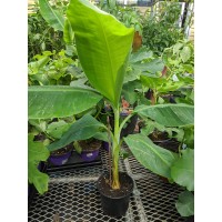 Banana Tree Musa Lacathan (Available in May or June 2024)