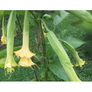 Brugmansia 'New Orleans Lady' 