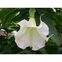Brugmansia 'White Suaveolens'  AVAILABLE IN JUNE 