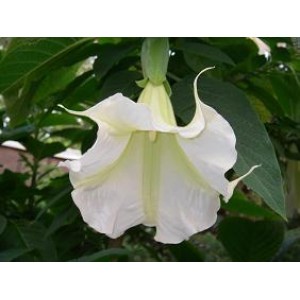 Brugmansia 'Suaveolens Blanc' (Disponible en Mai ou Juin 2023)
