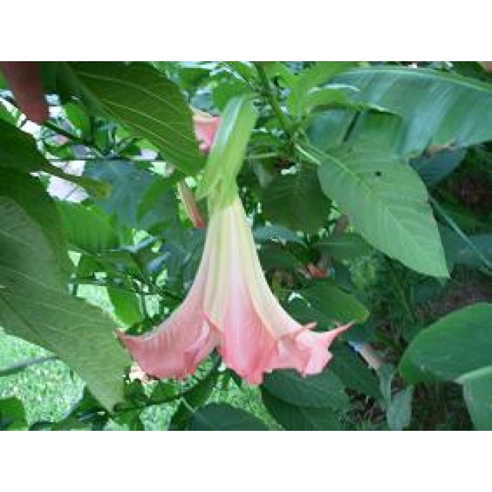 Brugmansia 'Suaveolens Rose'