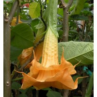 Brugmansia 'Wuppergold'   Disponible en juin
