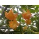 Brugmansia 'Wuppergold' 
