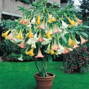 Brugmansia 'Tricolore' à fleurs doubles  (Disponible en Mai ou Juin 2023)