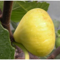 Fig Tree 'Lsu gold' (Available in May or June 2024)