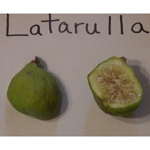 Figuier 'Lattarulla'  (Disponible en Mai ou Juin 2024)
