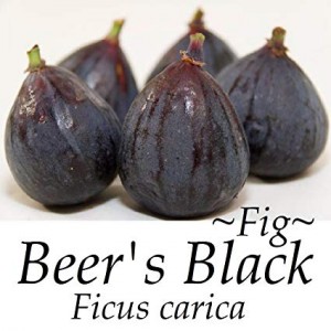 Figuier 'Beer's black'   