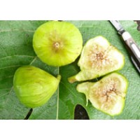 Fig Tree 'Italian Honey'  (Available in May or June 2024)