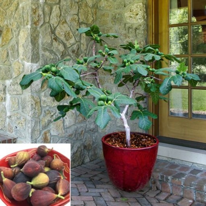 Fig Tree 'Fignomenal' (Available in May or June 2024)