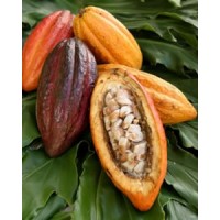 Cacao  (Disponible en Mai ou Juin 2024)