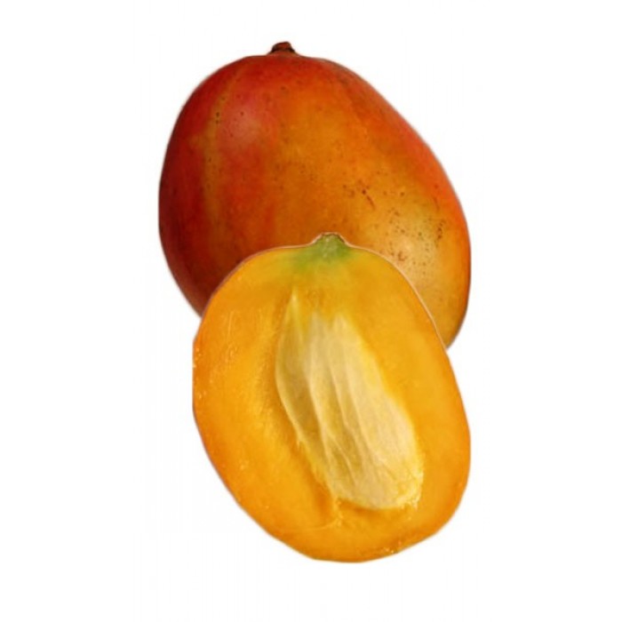 Manguier 'Julie' (Disponible en Mai ou Juin 2023) Fruitiers Tropicaux, Manguiers image
