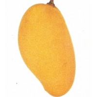 Mango 'Lemon Meringue' 
