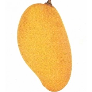 Manguier 'Lemon Meringue' (Disponible en Mai ou Juin 2023)