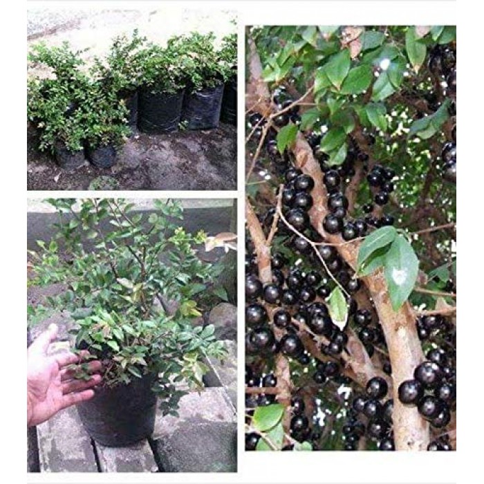 Jaboticaba Restinga (Myrciaria Cauliflora) Available in May or June 2023)