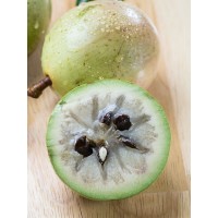 Green Star Apple - Caimito (Cainito) (Disponible en Mai ou Juin 2024)