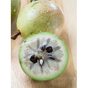 Green Star Apple - Caimito (Cainito) (Available in May or June 2024)