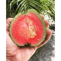 Goyave 'Watermelon'  (Disponible en Mai ou Juin 2024)