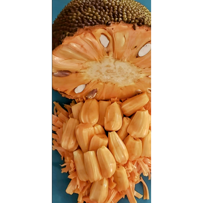 Jacquier (Jackfruit) Orange Crush (Disponible en Mai ou Juin 2024)