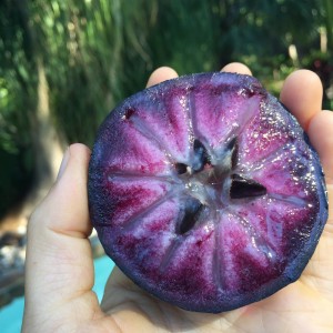 Purple Star Apple - Caimito (Cainito) (Disponible en Mai ou Juin 2024)