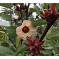  Roselle (Hibiscus sabadariffa)  (Disponible en Mai ou Juin 2024)