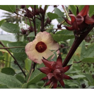  Roselle (Hibiscus sabadariffa)  (Disponible en Mai ou Juin 2022)