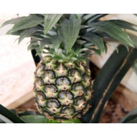 Ananas 'sugarloaf' (Disponible en Mai ou Juin 2024)