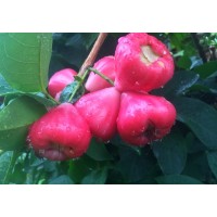 Syzygium javanicum  Pink Wax Jambu (Disponible en Mai ou Juin 2024)