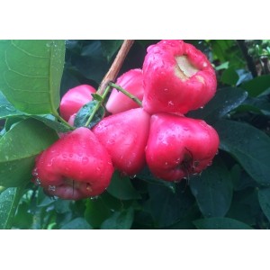 Syzygium javanicum  Pink Wax Jambu (Disponible en Mai ou Juin 2024)