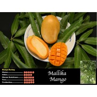 Manguier 'Mallika'   (Disponible en Mai ou Juin 2023)