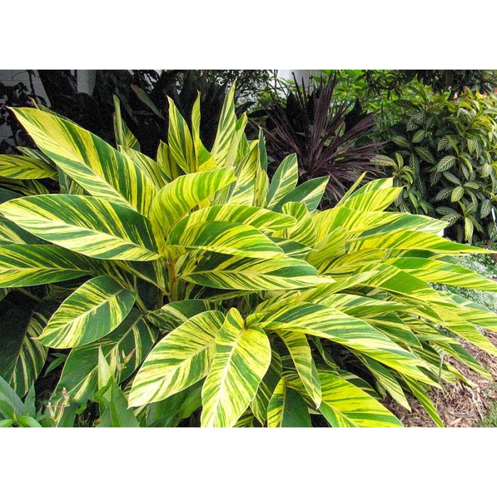 Alpinia zerumbet Variegated (Disponible en Mai ou Juin 2023) Plantes Tropicales, Plantes Patios image