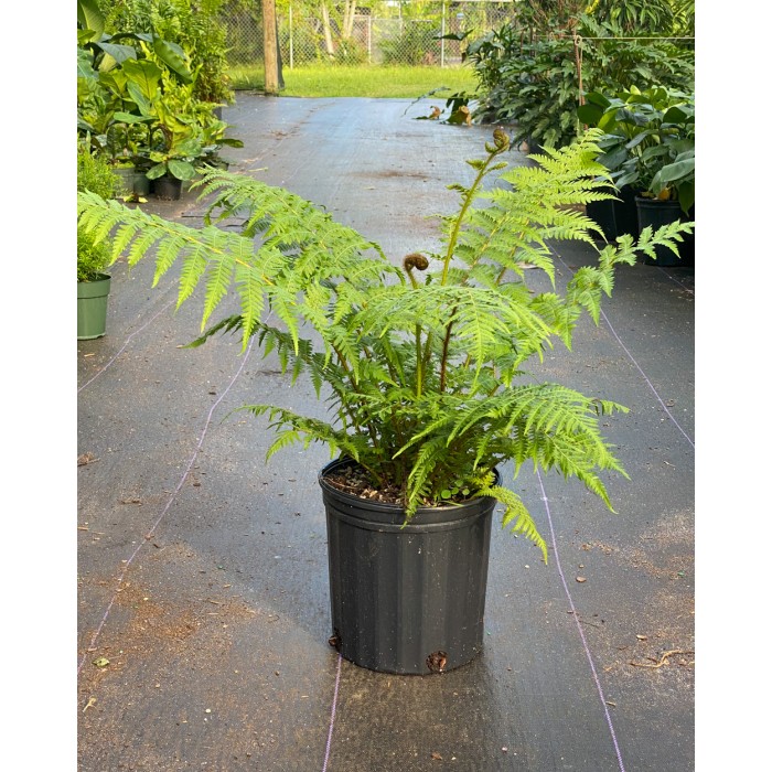 Australian tree fern (Cyathea cooperi) (Disponible en Mai ou Juin 2023) Plantes Tropicales, Plantes Patios image
