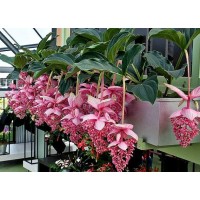 Medinilla 'Malaysian Orchid' (Disponible en Mai ou Juin 2023)