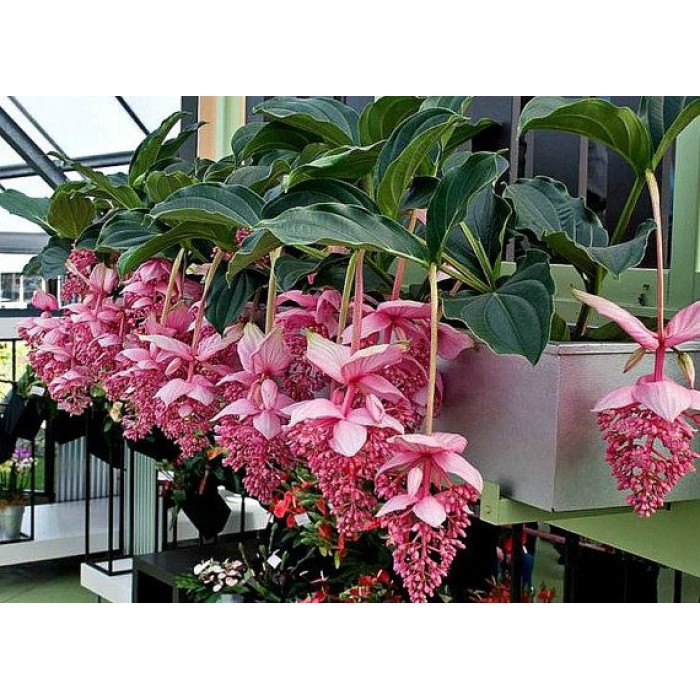 Medinilla 'Malaysian Orchid' (Disponible en Mai ou Juin 2023) Plantes Tropicales, Plantes Patios image