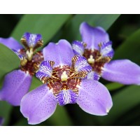Neomarica regina 'Iris' (Disponible en Mai ou Juin 2023)