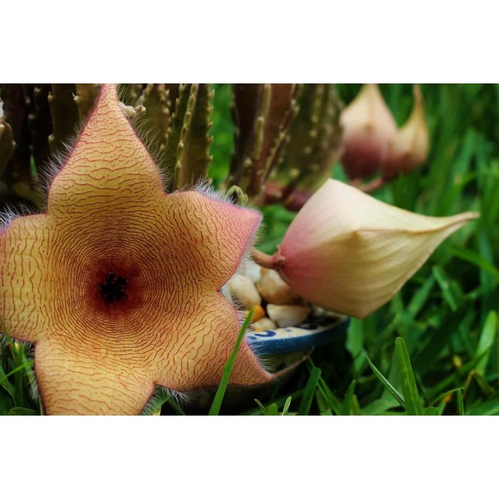 Stapelia 'Starfish Cactus' (Disponible en Mai ou Juin 2023) Plantes Tropicales, Plantes Patios image