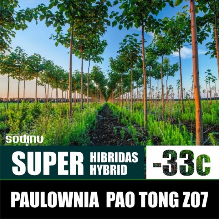 Paulownia Pao Tong Z-07  (Disponible en Mai ou Juin 2023)