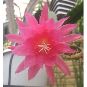Epiphyllum Rose