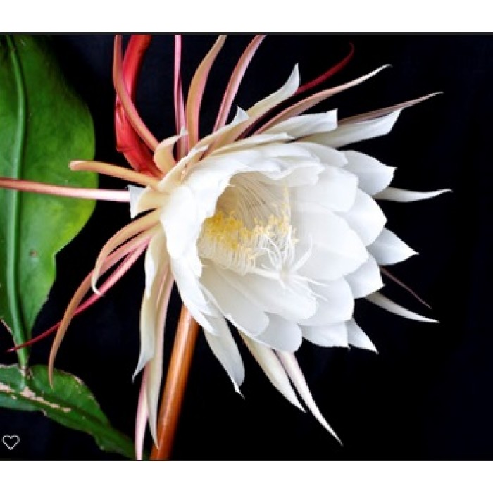 Epiphyllum Oxypetalum Blanche (Disponible en Mai ou Juin 2023) Plantes Tropicales, Cactus Orchidées (epiphyllum) image
