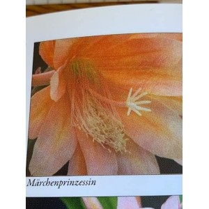 Epiphyllum Märchenprinzessin
