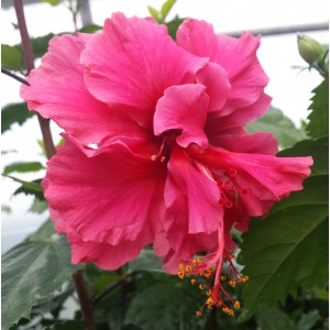 Hibiscus rosa-sinensis 'Pride of Hankins'
