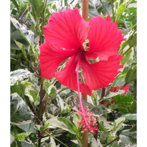 Hibiscus rosa-sinensis 'Snow Queen'