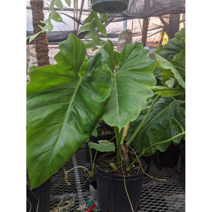 Philodendron 'Giganteum'  