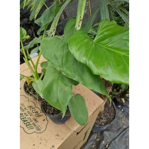 Philodendron 'Giganteum' 