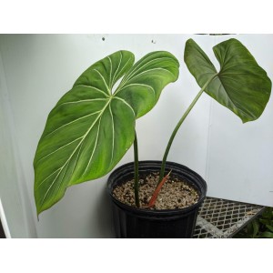 Philodendron Gloriosum (Disponible en Mai ou Juin 2023)
